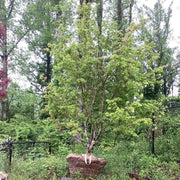 - FOR PICKUP ONLY | Acer palmatum 'Oridono nishiki' Pink Variegated Japanese Maple | DOES NOT SHIP - Mr Maple │ Buy Japanese Maple Trees