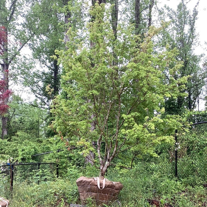 - FOR PICKUP ONLY | Acer palmatum 'Oridono nishiki' Pink Variegated Japanese Maple | DOES NOT SHIP - Mr Maple │ Buy Japanese Maple Trees