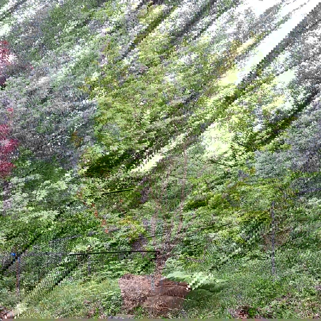 棘.PLANTS 棘.PLANTS Triangle Garden Arch Trellis for Climbing Plants