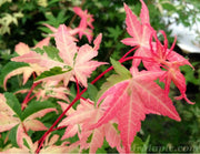 - FOR PICKUP ONLY | Acer palmatum 'Oridono nishiki' Pink Variegated Japanese Maple | DOES NOT SHIP - Mr Maple │ Buy Japanese Maple Trees