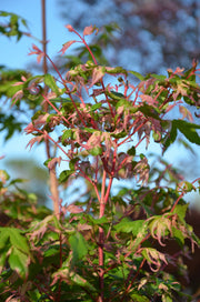 - FOR PICKUP ONLY | Acer palmatum 'Oridono nishiki' Pink Variegated Japanese Maple | DOES NOT SHIP - Mr Maple │ Buy Japanese Maple Trees