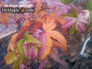 - FOR PICKUP ONLY | Acer palmatum 'Oridono nishiki' Pink Variegated Japanese Maple | DOES NOT SHIP - Mr Maple │ Buy Japanese Maple Trees