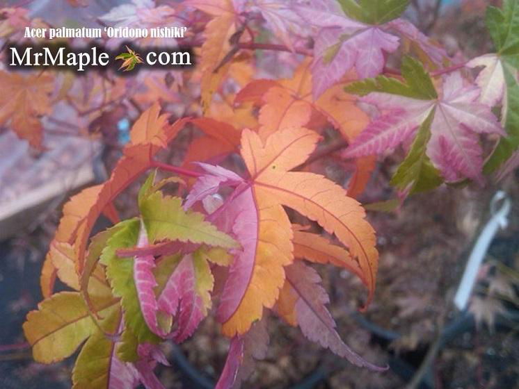 - FOR PICKUP ONLY | Acer palmatum 'Oridono nishiki' Pink Variegated Japanese Maple | DOES NOT SHIP - Mr Maple │ Buy Japanese Maple Trees