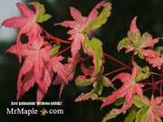 - FOR PICKUP ONLY | Acer palmatum 'Oridono nishiki' Pink Variegated Japanese Maple | DOES NOT SHIP - Mr Maple │ Buy Japanese Maple Trees