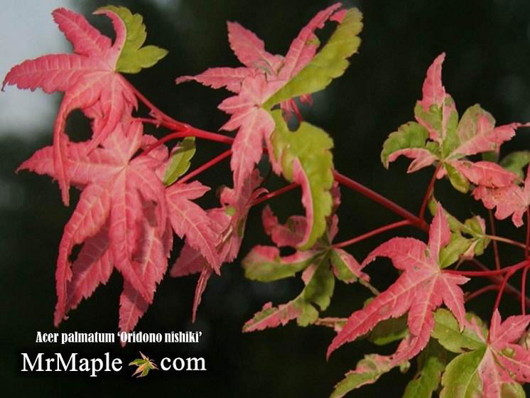 - FOR PICKUP ONLY | Acer palmatum 'Oridono nishiki' Pink Variegated Japanese Maple | DOES NOT SHIP - Mr Maple │ Buy Japanese Maple Trees