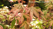 - FOR PICKUP ONLY | Acer palmatum 'Oridono nishiki' Pink Variegated Japanese Maple | DOES NOT SHIP - Mr Maple │ Buy Japanese Maple Trees
