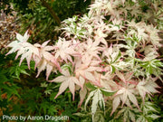 - FOR PICKUP ONLY | Acer palmatum 'Oridono nishiki' Pink Variegated Japanese Maple | DOES NOT SHIP - Mr Maple │ Buy Japanese Maple Trees