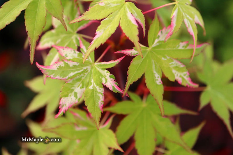 - FOR PICKUP ONLY | Acer palmatum 'Oridono nishiki' Pink Variegated Japanese Maple | DOES NOT SHIP - Mr Maple │ Buy Japanese Maple Trees