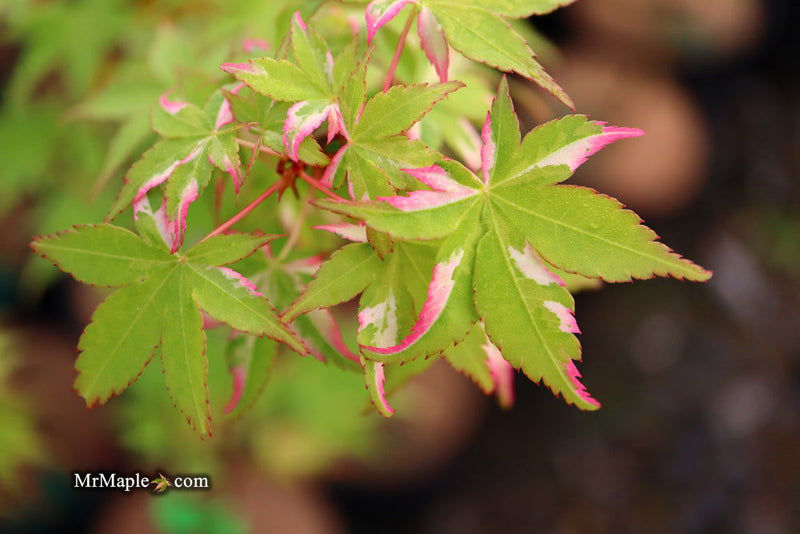 - FOR PICKUP ONLY | Acer palmatum 'Oridono nishiki' Pink Variegated Japanese Maple | DOES NOT SHIP - Mr Maple │ Buy Japanese Maple Trees