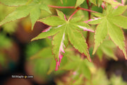 - FOR PICKUP ONLY | Acer palmatum 'Oridono nishiki' Pink Variegated Japanese Maple | DOES NOT SHIP - Mr Maple │ Buy Japanese Maple Trees