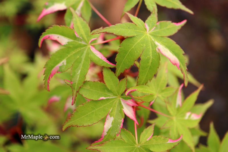 - FOR PICKUP ONLY | Acer palmatum 'Oridono nishiki' Pink Variegated Japanese Maple | DOES NOT SHIP - Mr Maple │ Buy Japanese Maple Trees