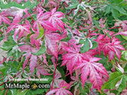 - FOR PICKUP ONLY | Acer palmatum 'Oridono nishiki' Pink Variegated Japanese Maple | DOES NOT SHIP - Mr Maple │ Buy Japanese Maple Trees