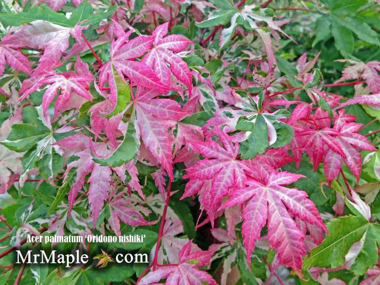 - FOR PICKUP ONLY | Acer palmatum 'Oridono nishiki' Pink Variegated Japanese Maple | DOES NOT SHIP - Mr Maple │ Buy Japanese Maple Trees