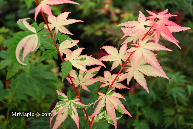 - FOR PICKUP ONLY | Acer palmatum 'Oridono nishiki' Pink Variegated Japanese Maple | DOES NOT SHIP - Mr Maple │ Buy Japanese Maple Trees