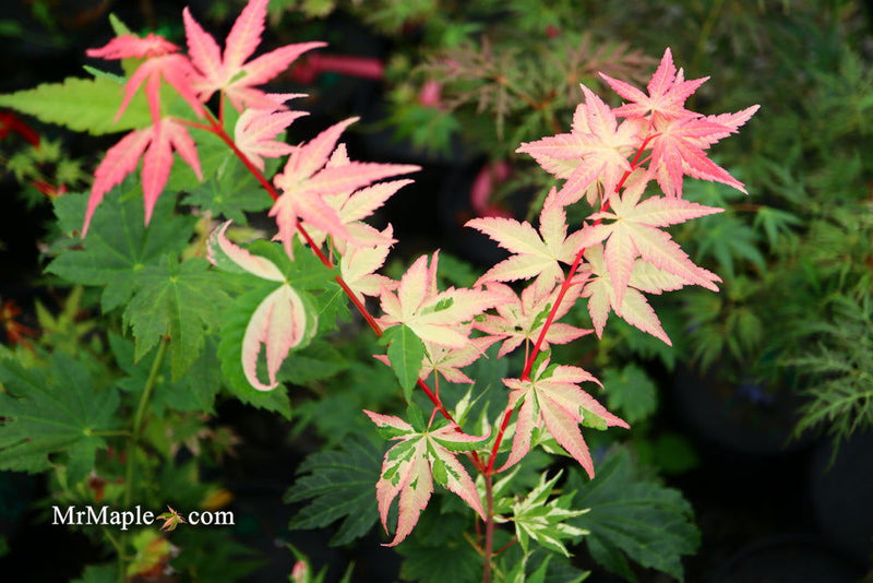 - FOR PICKUP ONLY | Acer palmatum 'Oridono nishiki' Pink Variegated Japanese Maple | DOES NOT SHIP - Mr Maple │ Buy Japanese Maple Trees