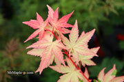 - FOR PICKUP ONLY | Acer palmatum 'Oridono nishiki' Pink Variegated Japanese Maple | DOES NOT SHIP - Mr Maple │ Buy Japanese Maple Trees