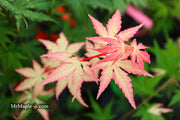 - FOR PICKUP ONLY | Acer palmatum 'Oridono nishiki' Pink Variegated Japanese Maple | DOES NOT SHIP - Mr Maple │ Buy Japanese Maple Trees