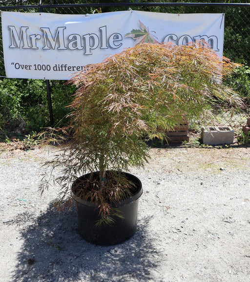 - FOR PICKUP ONLY | Acer palmatum 'Ornatum' Japanese Maple | DOES NOT SHIP - Mr Maple │ Buy Japanese Maple Trees