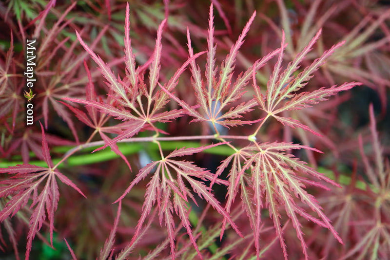 - FOR PICKUP ONLY | Acer palmatum 'Ornatum' Japanese Maple | DOES NOT SHIP - Mr Maple │ Buy Japanese Maple Trees