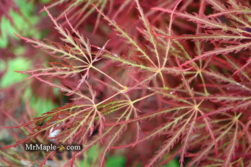 - FOR PICKUP ONLY | Acer palmatum 'Ornatum' Japanese Maple | DOES NOT SHIP - Mr Maple │ Buy Japanese Maple Trees