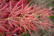 - FOR PICKUP ONLY | Acer palmatum 'Ornatum' Japanese Maple | DOES NOT SHIP - Mr Maple │ Buy Japanese Maple Trees