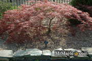 - FOR PICKUP ONLY | Acer palmatum 'Ornatum' Japanese Maple | DOES NOT SHIP - Mr Maple │ Buy Japanese Maple Trees