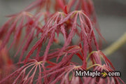 - FOR PICKUP ONLY | Acer palmatum 'Ornatum' Japanese Maple | DOES NOT SHIP - Mr Maple │ Buy Japanese Maple Trees