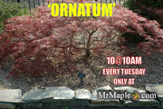 - FOR PICKUP ONLY | Acer palmatum 'Ornatum' Japanese Maple | DOES NOT SHIP - Mr Maple │ Buy Japanese Maple Trees