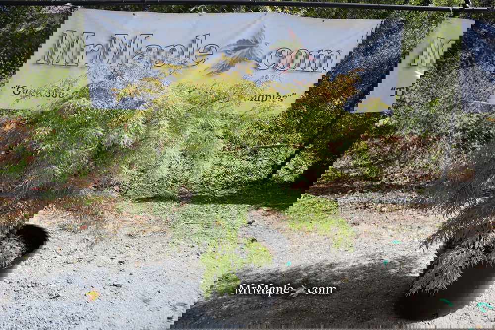 Acer palmatum　直径20～23㎝　53個 Buy Acer palmatum dissectum 'Brocade' Japanese Maple — Mr Maple