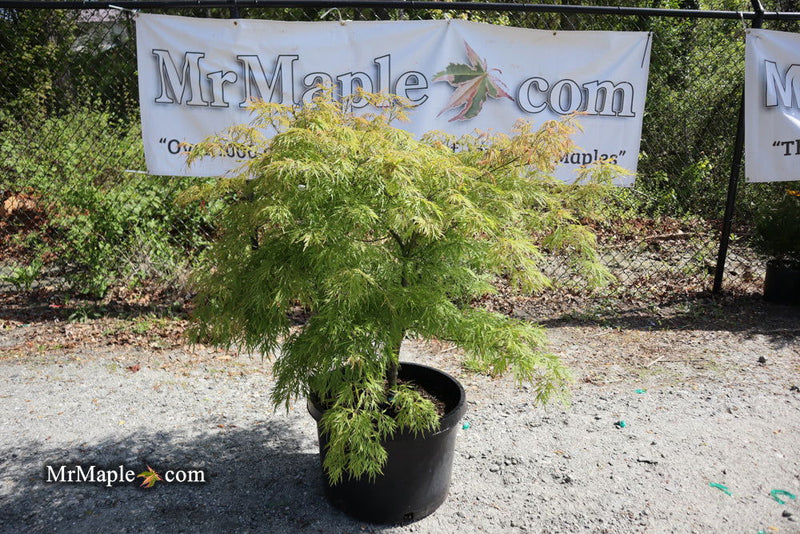 - FOR PICKUP ONLY | Acer palmatum 'Otto's Dissectum' Weeping Japanese Maple | DOES NOT SHIP - Mr Maple │ Buy Japanese Maple Trees