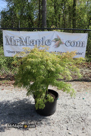 - FOR PICKUP ONLY | Acer palmatum 'Otto's Dissectum' Weeping Japanese Maple | DOES NOT SHIP - Mr Maple │ Buy Japanese Maple Trees