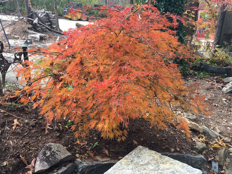 - FOR PICKUP ONLY | Acer palmatum 'Otto's Dissectum' Weeping Japanese Maple | DOES NOT SHIP - Mr Maple │ Buy Japanese Maple Trees