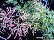 - FOR PICKUP ONLY | Acer palmatum 'Otto's Dissectum' Weeping Japanese Maple | DOES NOT SHIP - Mr Maple │ Buy Japanese Maple Trees