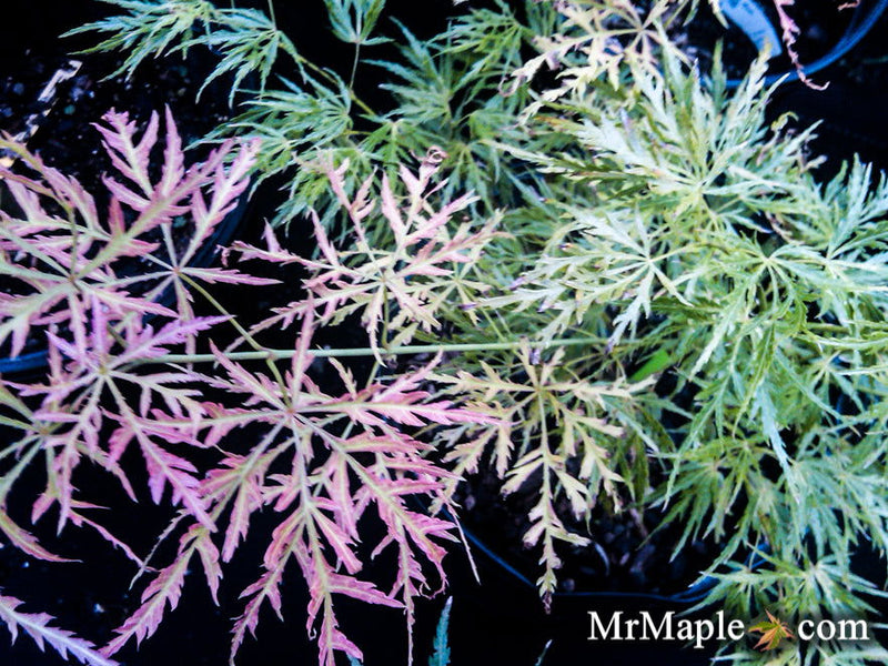- FOR PICKUP ONLY | Acer palmatum 'Otto's Dissectum' Weeping Japanese Maple | DOES NOT SHIP - Mr Maple │ Buy Japanese Maple Trees
