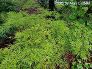 - FOR PICKUP ONLY | Acer palmatum 'Otto's Dissectum' Weeping Japanese Maple | DOES NOT SHIP - Mr Maple │ Buy Japanese Maple Trees