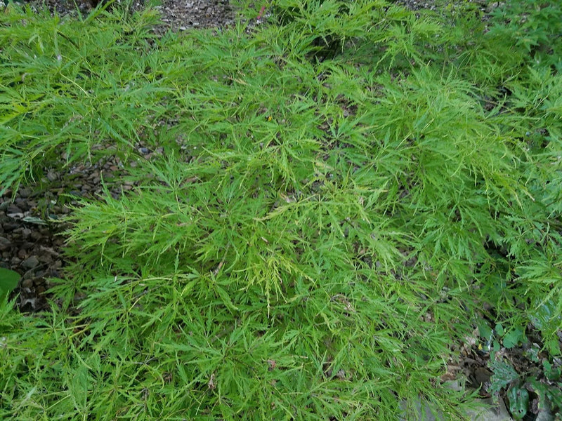 - FOR PICKUP ONLY | Acer palmatum 'Otto's Dissectum' Weeping Japanese Maple | DOES NOT SHIP - Mr Maple │ Buy Japanese Maple Trees