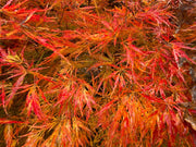 - FOR PICKUP ONLY | Acer palmatum 'Otto's Dissectum' Weeping Japanese Maple | DOES NOT SHIP - Mr Maple │ Buy Japanese Maple Trees