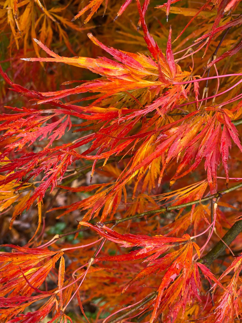 - FOR PICKUP ONLY | Acer palmatum 'Otto's Dissectum' Weeping Japanese Maple | DOES NOT SHIP - Mr Maple │ Buy Japanese Maple Trees