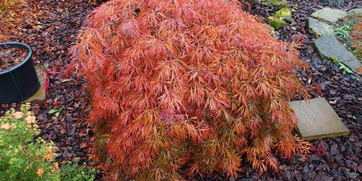 Buy Acer palmatum 'Edgewood' Weeping Japanese Maple — Mr Maple