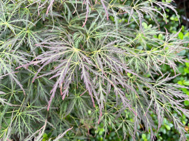 - FOR PICKUP ONLY | Acer palmatum 'Pendulum Julian' Weeping Japanese Maple | DOES NOT SHIP - Mr Maple │ Buy Japanese Maple Trees