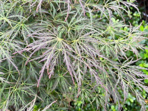 - FOR PICKUP ONLY | Acer palmatum 'Pendulum Julian' Weeping Japanese Maple | DOES NOT SHIP - Mr Maple │ Buy Japanese Maple Trees