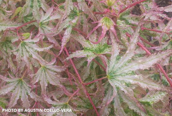- FOR PICKUP ONLY | Acer palmatum 'Peve Multicolor' Japanese Maple | DOES NOT SHIP - Mr Maple │ Buy Japanese Maple Trees