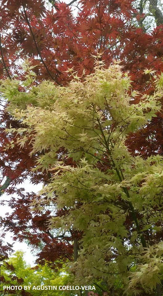 - FOR PICKUP ONLY | Acer palmatum 'Peve Multicolor' Japanese Maple | DOES NOT SHIP - Mr Maple │ Buy Japanese Maple Trees