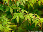 - FOR PICKUP ONLY | Acer palmatum 'Peve Multicolor' Japanese Maple | DOES NOT SHIP - Mr Maple │ Buy Japanese Maple Trees