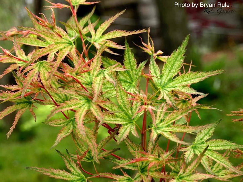 - FOR PICKUP ONLY | Acer palmatum 'Peve Multicolor' Japanese Maple | DOES NOT SHIP - Mr Maple │ Buy Japanese Maple Trees