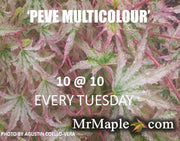 - FOR PICKUP ONLY | Acer palmatum 'Peve Multicolor' Japanese Maple | DOES NOT SHIP - Mr Maple │ Buy Japanese Maple Trees
