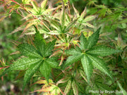 - FOR PICKUP ONLY | Acer palmatum 'Peve Multicolor' Japanese Maple | DOES NOT SHIP - Mr Maple │ Buy Japanese Maple Trees