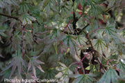 - FOR PICKUP ONLY | Acer palmatum 'Peve Multicolor' Japanese Maple | DOES NOT SHIP - Mr Maple │ Buy Japanese Maple Trees