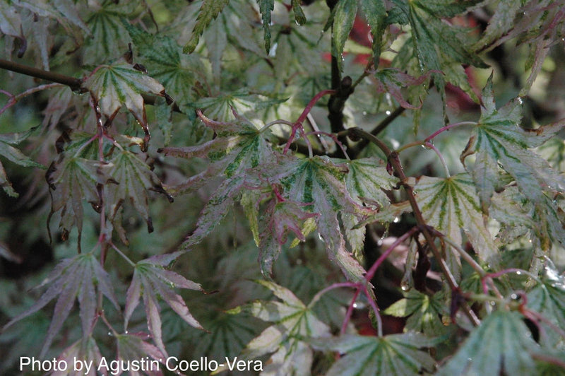 - FOR PICKUP ONLY | Acer palmatum 'Peve Multicolor' Japanese Maple | DOES NOT SHIP - Mr Maple │ Buy Japanese Maple Trees
