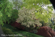 - FOR PICKUP ONLY | Acer palmatum 'Peve Multicolor' Japanese Maple | DOES NOT SHIP - Mr Maple │ Buy Japanese Maple Trees